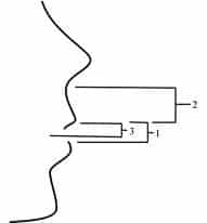 Dentofacial Evaluation Guide image of facial profile