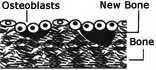 Osteoblasts and New Bone graphic
